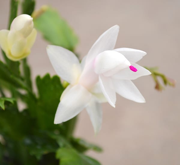 Christmas Cactus White Blooms