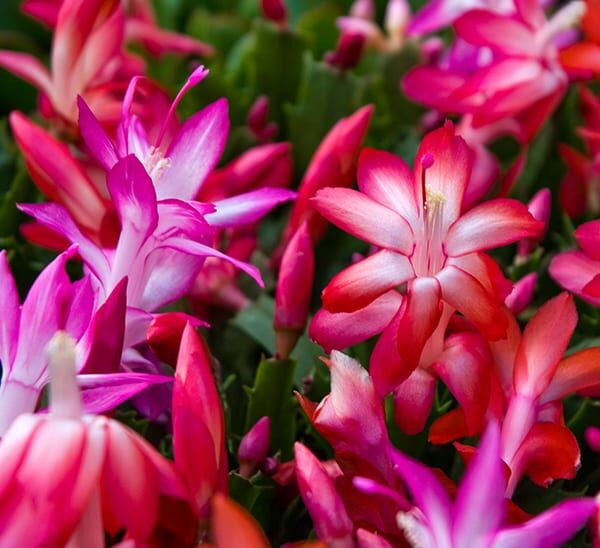 Christmas Cactus Assorted Mix