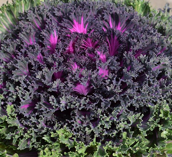 Ornamental Kale Purple Foliage