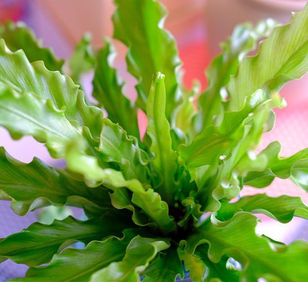 Birdsnest Fern