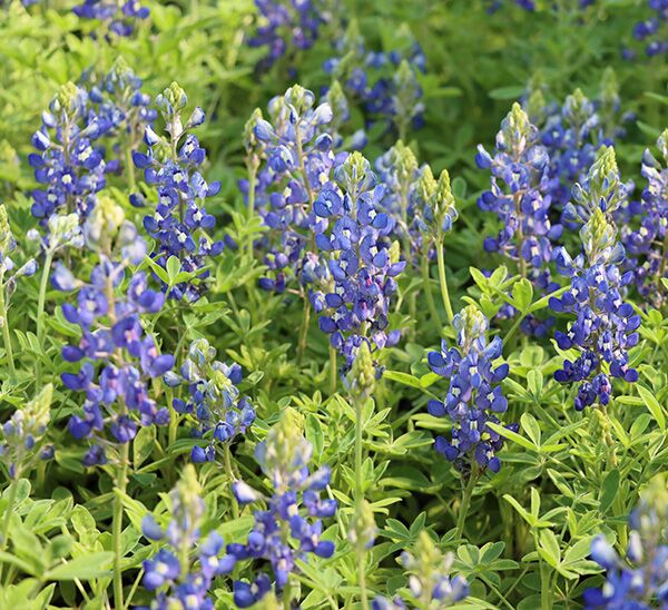 Bluebonnet Seed Shaker