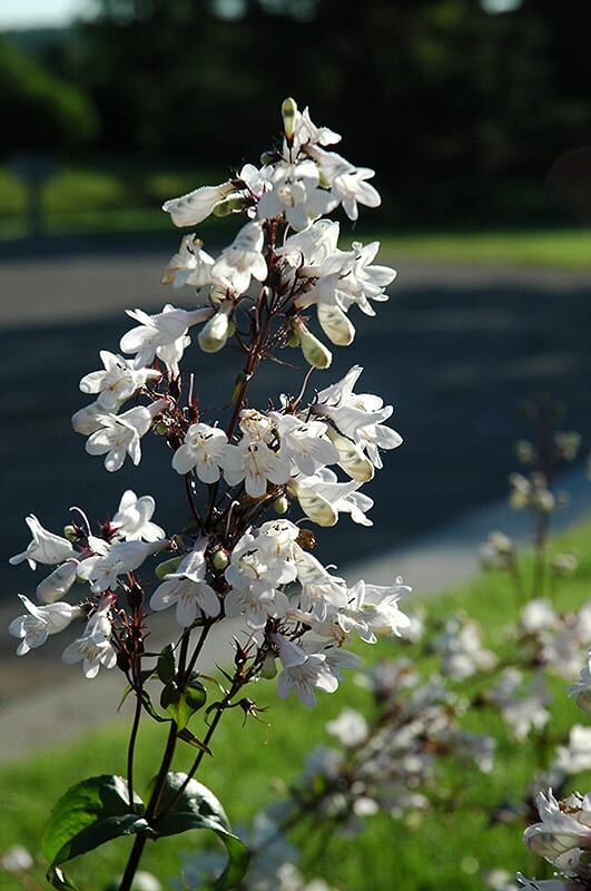husker red beard tongue
