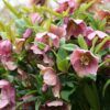 Lenten Rose Photo 1