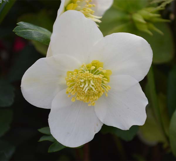 Lenten Rose