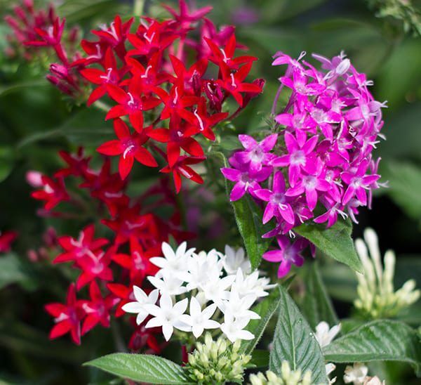 Pentas Flower Plant | Calloway's Nursery