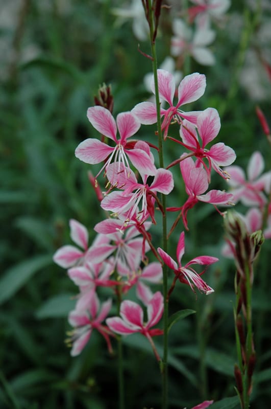 Siskiyou Pink Gaura