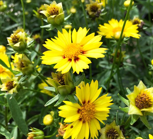 Coreopsis