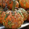 Knucklehead Pumpkin Photo 1