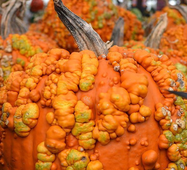 Knucklehead Pumpkin