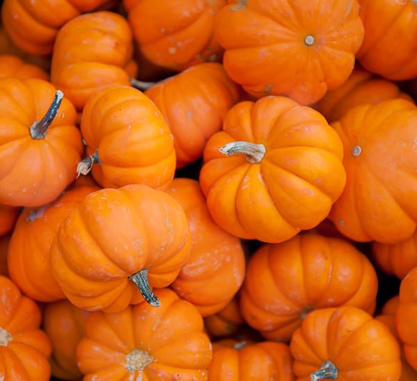 A group image of a pile of Mini Orange Pumpkins.