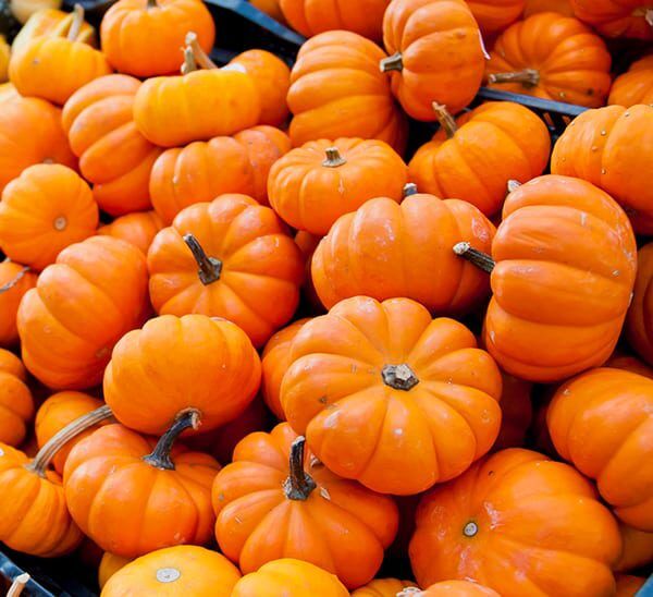 A grouping of Mini Orange Pumpkins in a black plastic wicker basket on display in a garden center.