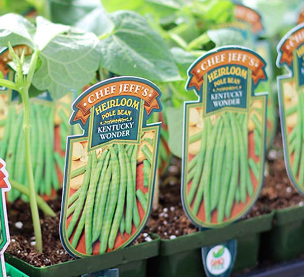 Heirloom Pole Bean