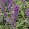 Mystic Spires Sage Photo 1
