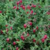 Texas Rose Pink Skullcap Photo 1