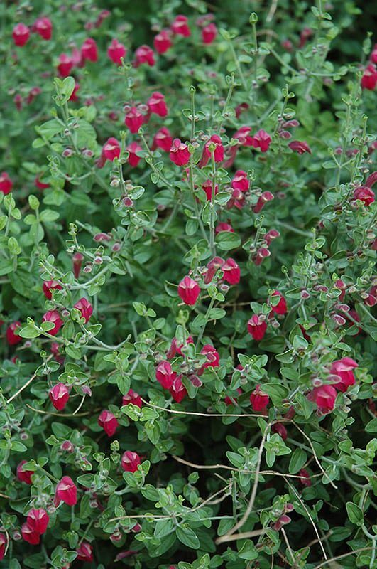 texas rose pink skullcap