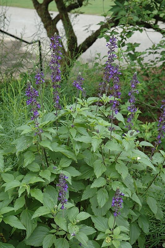 mystic spires sage