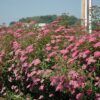 Anthony Waterer Spirea Photo 1