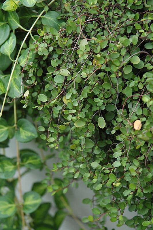 creeping wire vine