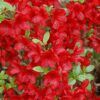 Midnight Flare Azalea Photo 1