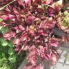 Purple Inch Plant Photo 1