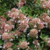 Canyon Creek Abelia Photo 1