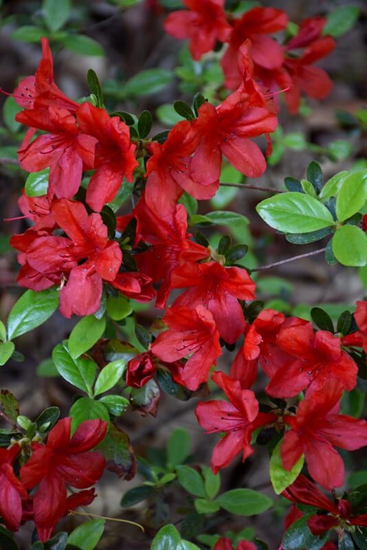 plant