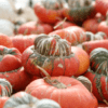 Turban Squash Photo 1