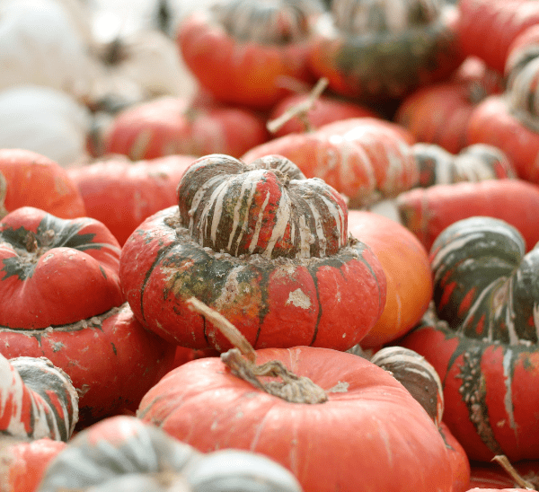 Turban Squash Photo 1