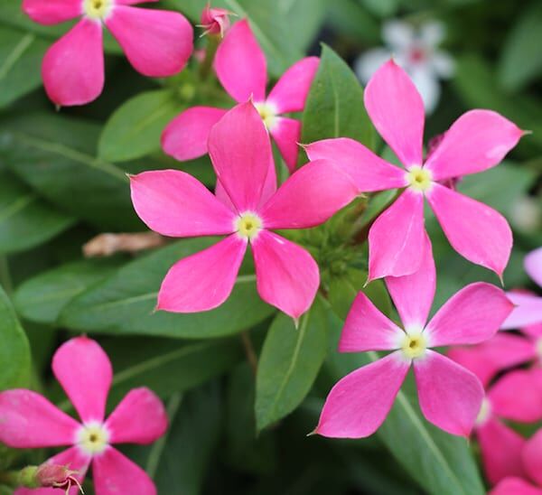 catharanthus coral