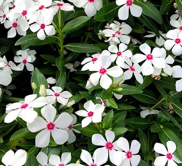 catharanthus white peppermint