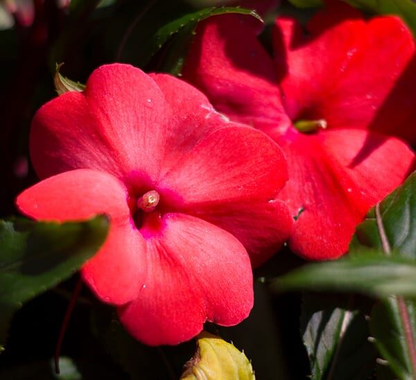 New Guinea Impatiens Photo 1