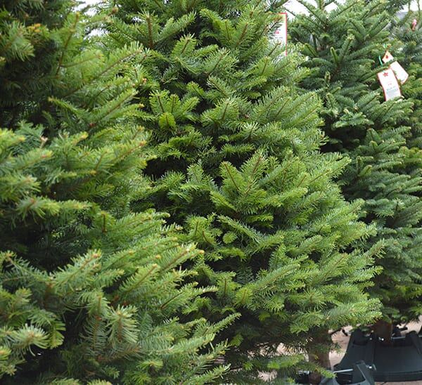 Fresh Cut Noble Fir Christmas Tree Photo 1
