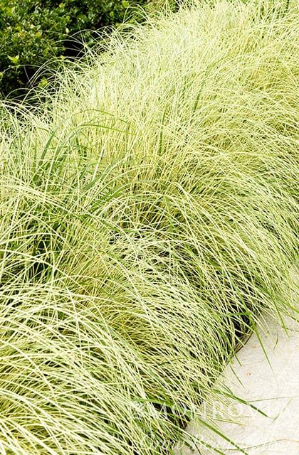 Variegated Japanese Sedge Photo 1