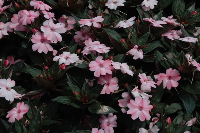 SunPatiens Compact Pink Blush New Guinea Impatiens