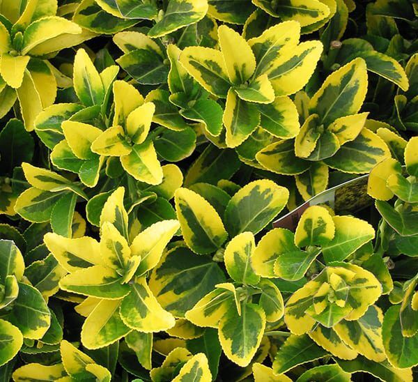 Golden Euonymus