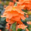 Crossandra Photo 1
