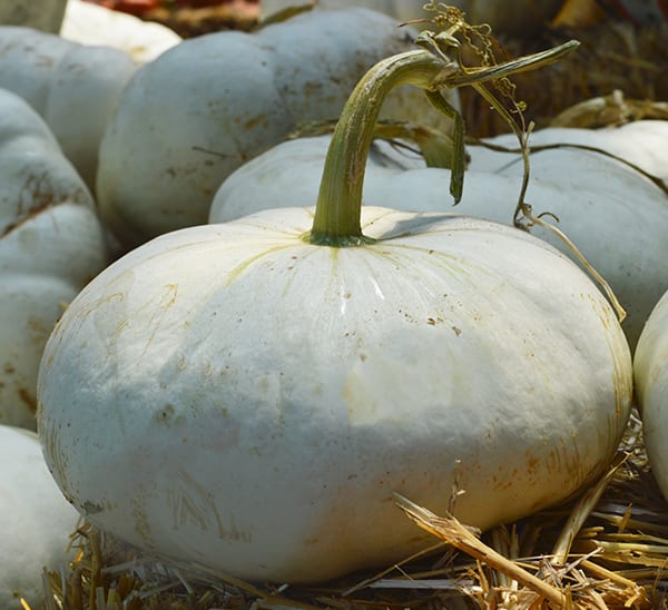 Enchantment Pumpkin