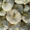 Enchanted Pumpkin Photo 1