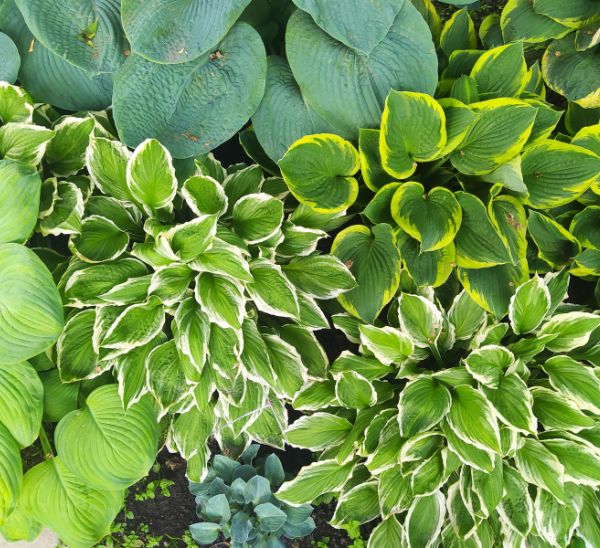 Hosta