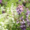 Angelonia Photo 1