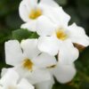 Bacopa Photo 1