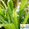 Bird's Nest Fern Photo 1