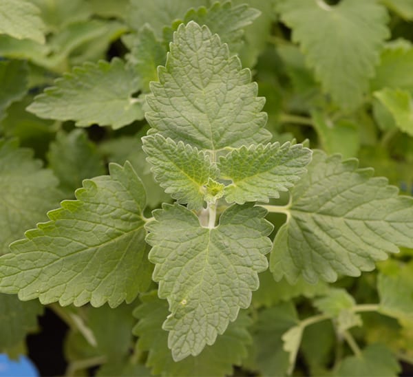 Catnip