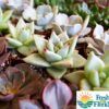 Echeveria Assorted Photo 1