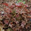 Palace Purple Coral Bells Photo 1