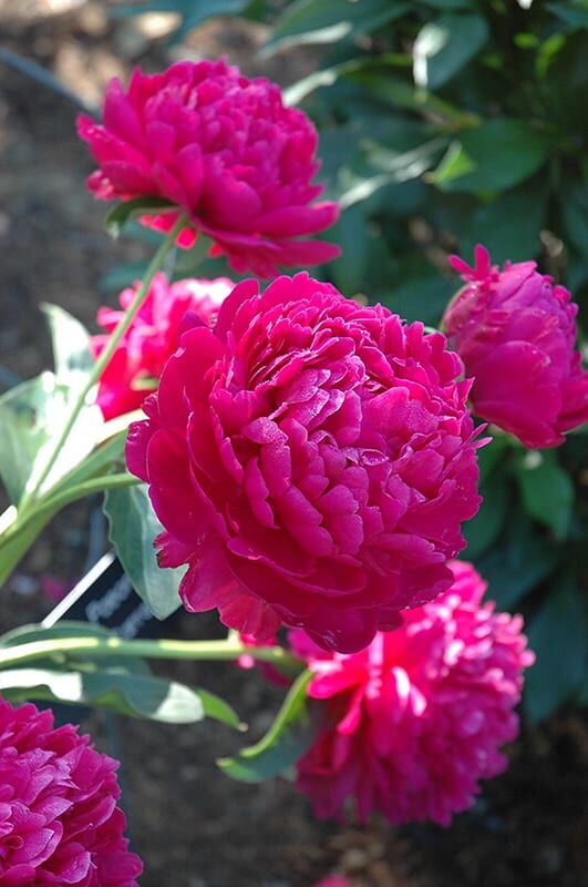 Paul wild peony