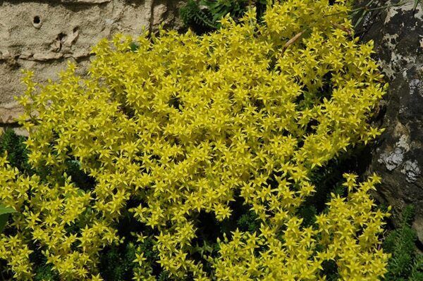 golden moss stonecrop