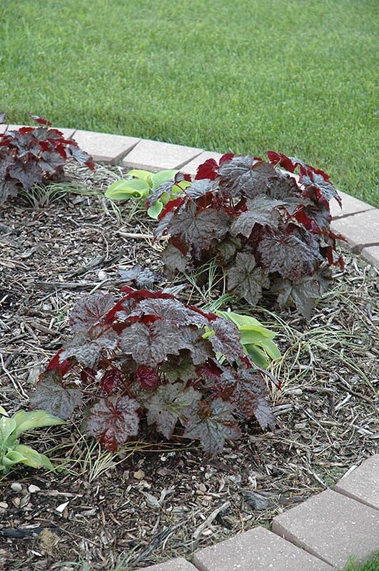 palace purple coral bells