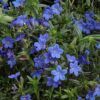 Grace Ward Lithodora Photo 1