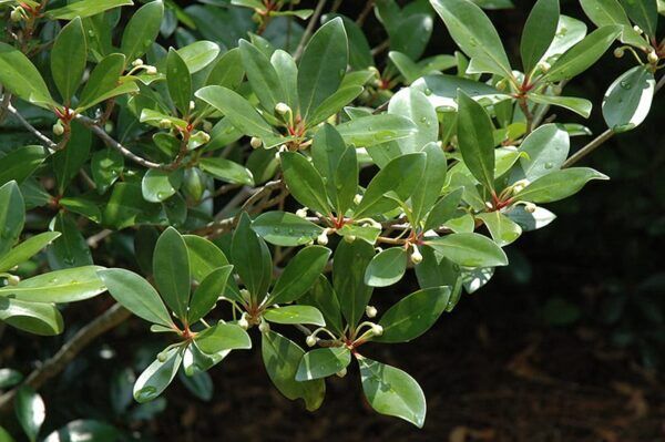 Japanese cleyera